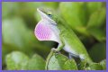 Are Green Anole Lizards Good Pets?