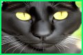 Can a Bombay cat have green eyes? – Janet-Panic.com