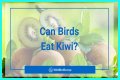 Can Birds Eat Herbs? - Kylon Powell