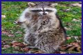 Can Raccoons Get Distemper? - Kylon Powell