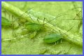 Does Sulphur Kill Aphids? - Kylon Powell