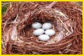 How To Make Bird Eggs?