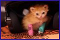 Tater Tot Kitten Died: How Tater Tot’s Heartwarming Life Ended
