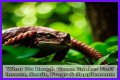What Do Rough Green Snakes Eat?